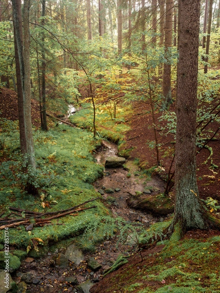 Fototapeta Tranquil Forest Brook Surrounded by Trees