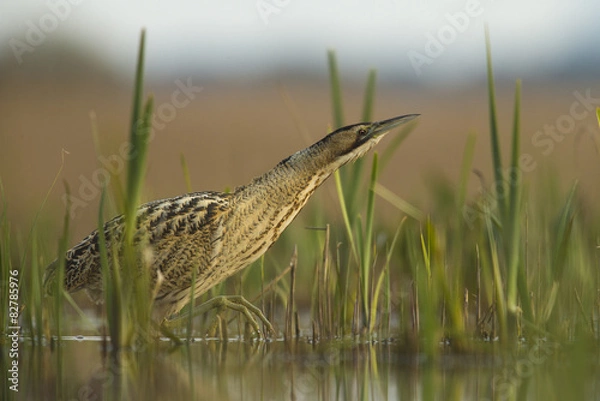 Fototapeta Bittern - Botaurus stellaris