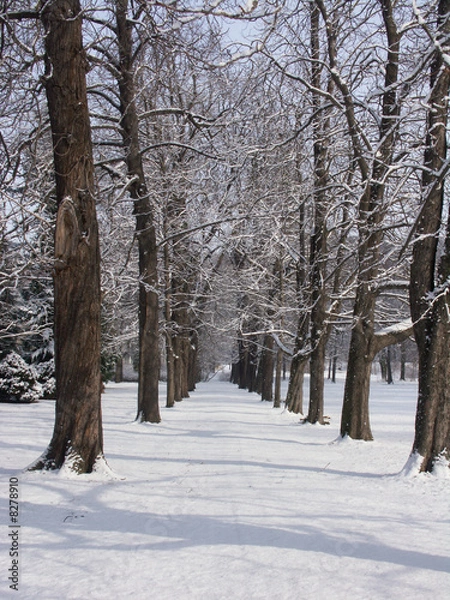 Obraz Alee im Schnee