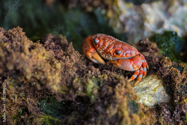 Fototapeta The red crab (Gecarcoidea natalis) is a species of land crab that is endemic to Christmas Island and the Cocos (Keeling) Islands in the Indian Ocean. Zanzibar	