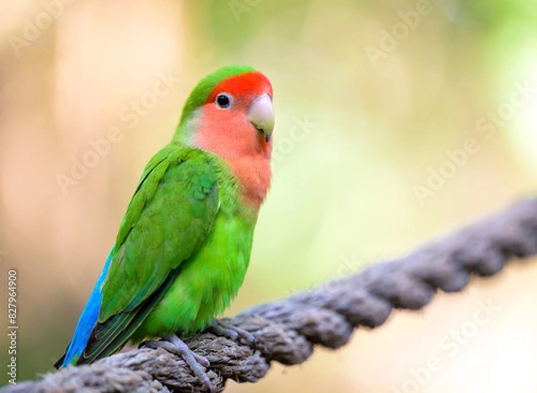 Obraz Rosy-faced Lovebird Closeup