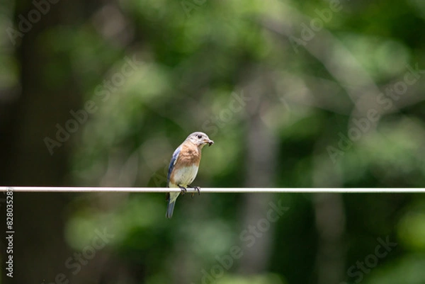 Fototapeta bird on a wire