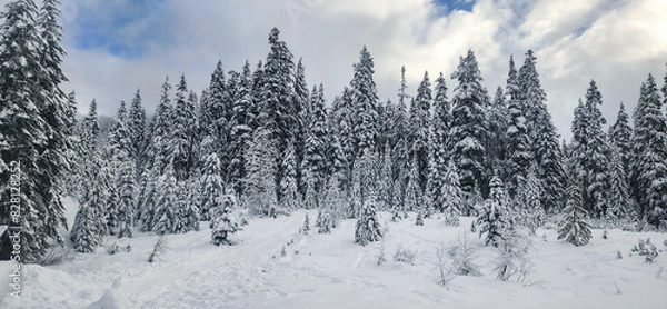 Fototapeta forest in winter