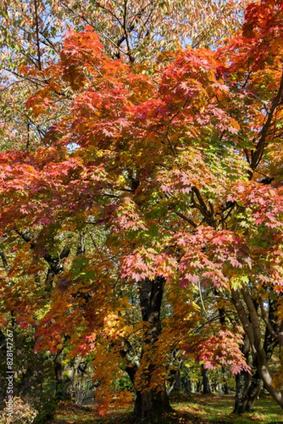 Obraz 紅葉の公園
