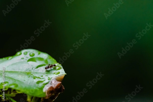 Fototapeta Ant after raining