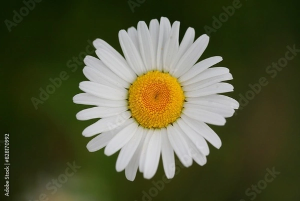 Fototapeta 샤스타데이지