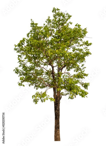 Fototapeta Green tree isolated on transparent background with clipping path and alpha channel.