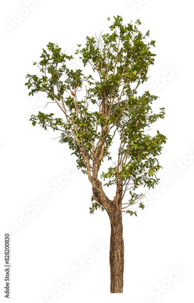 Fototapeta Green tree isolated on transparent background with clipping path and alpha channel.