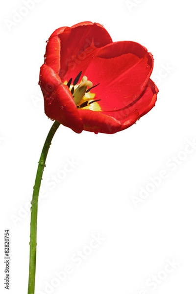 Obraz red tulip on white background
