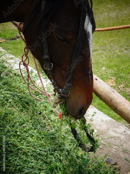 Fototapeta [Peru] Close up of the mouth of a horse eating grass (Arequipa)
