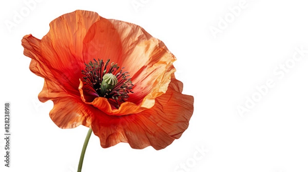 Fototapeta poppy isolated on white