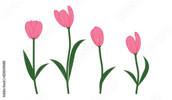 Fototapeta Branches of tulip flowers and green leaves. Bouquet of red tulips isolated. Floral design. Greeting card template.