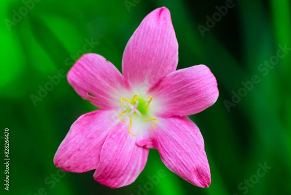 Obraz close up of pink flower