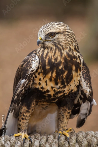Fototapeta Rough-legged Hawk