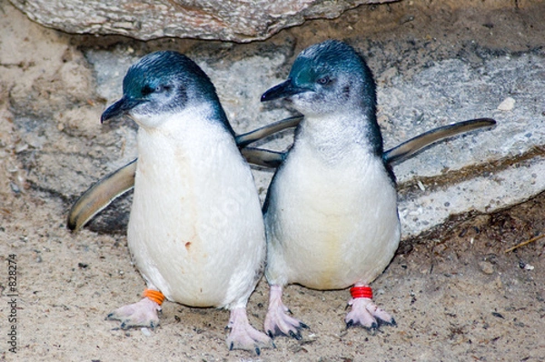 Obraz two fairy penguins