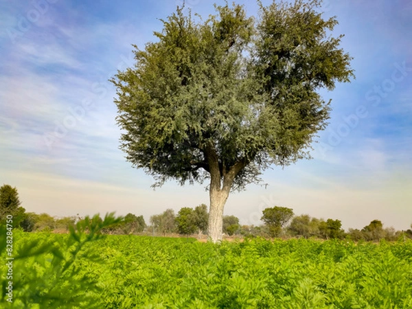 Fototapeta Prosopis Cineraria (Khejari) tree in the young carrots crop field
