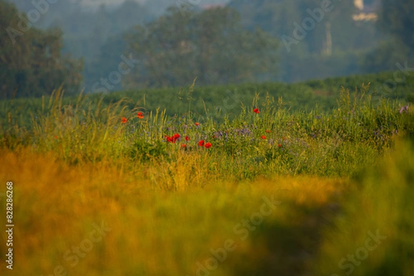 Fototapeta meadow in the spring