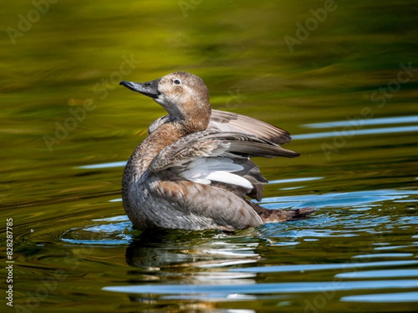 Fototapeta 羽ばたくホシハジロのメス