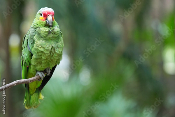 Obraz parrot