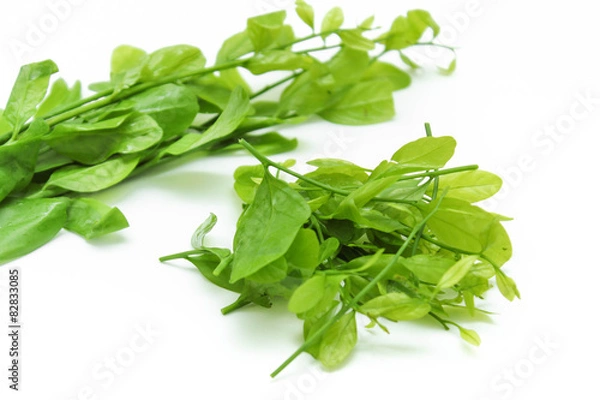 Fototapeta Pak-wan Tree