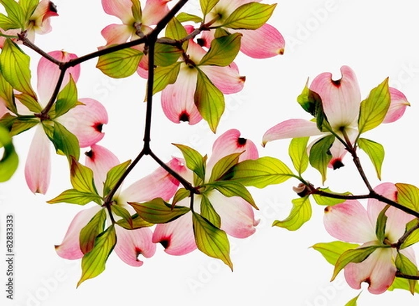 Obraz ハナミズキ