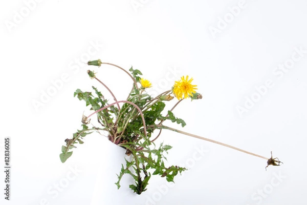 Obraz Dandelions