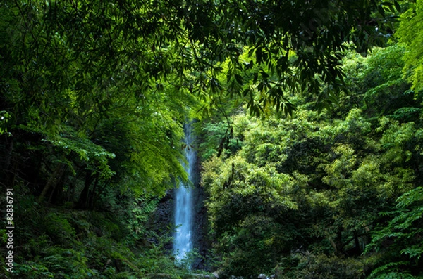 Fototapeta 養老の滝