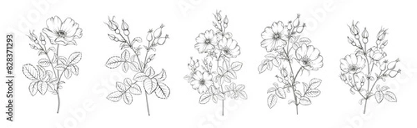 Fototapeta Set of differents flower tee rose on white background. Hybrid tea rose