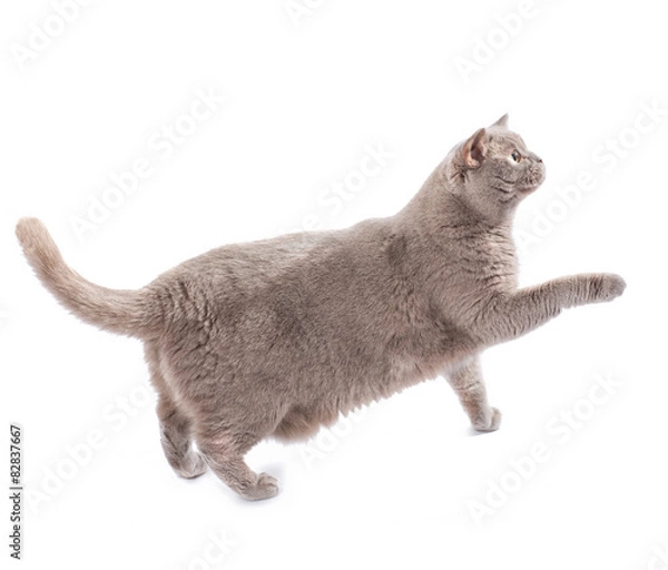 Obraz British cat walking isolated on white