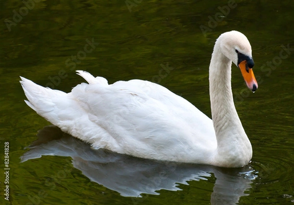 Fototapeta Niemy Łabędź