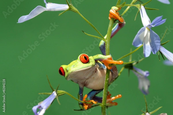 Obraz red eyed tree frog