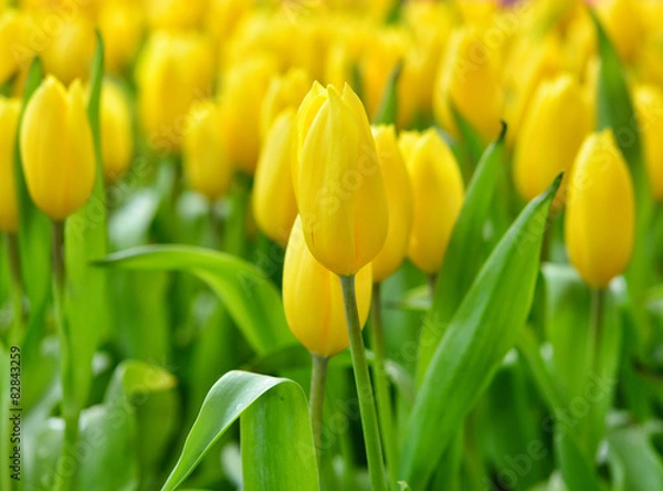Obraz yellow tulips