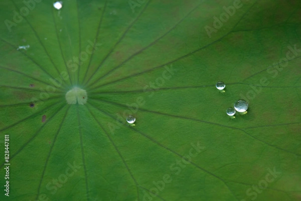 Fototapeta Green leaves closeup background