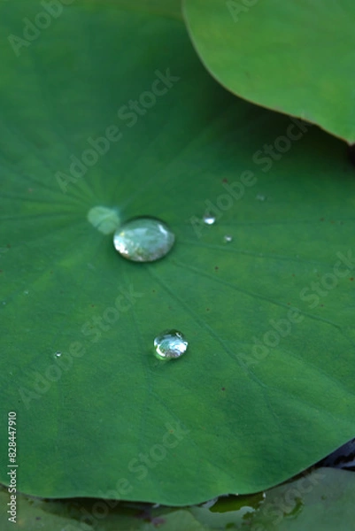 Fototapeta Green leaves closeup background