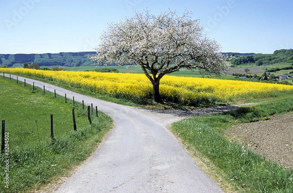 Fototapeta Wegscheide