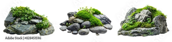 Obraz Three different types of rocks with green moss growing on them on a transparent background.