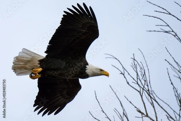 Fototapeta Majestic eagle soars above a lone tree against the sky.