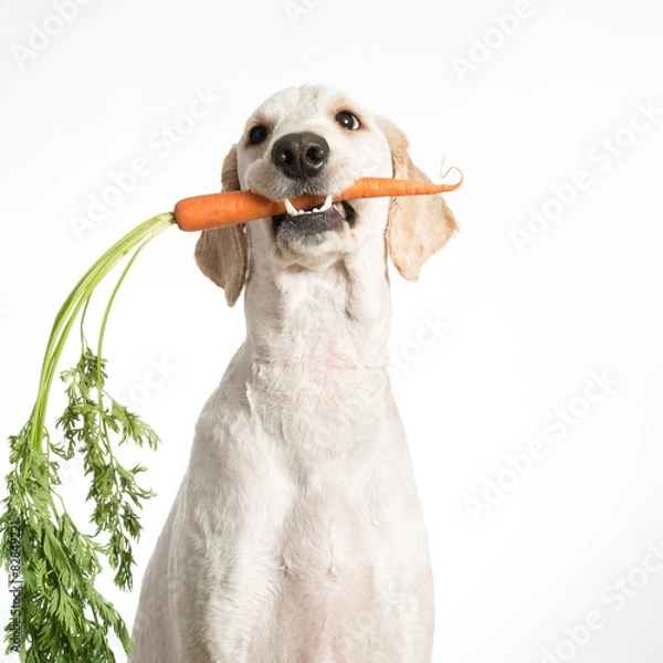 Obraz Dog with Carrot