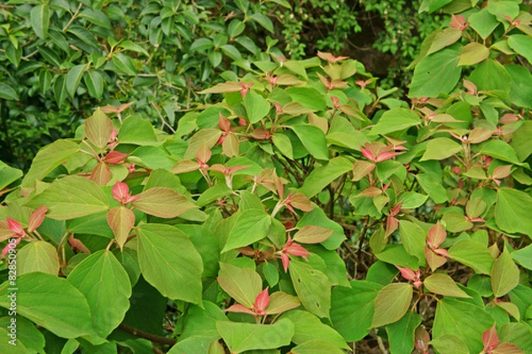 Obraz アカメガシワの若葉