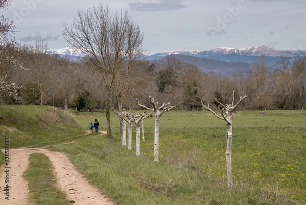 Obraz Path winding through a meadow near trees, Vall den Bas valley in Catalonia