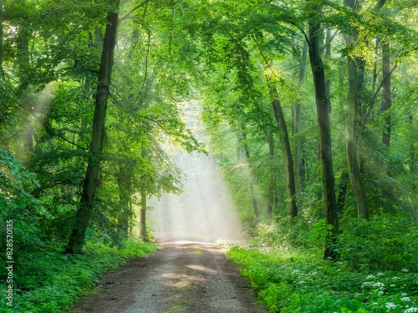 Fototapeta Footpath through Beech Forest with Sunbeams and Morning Fog