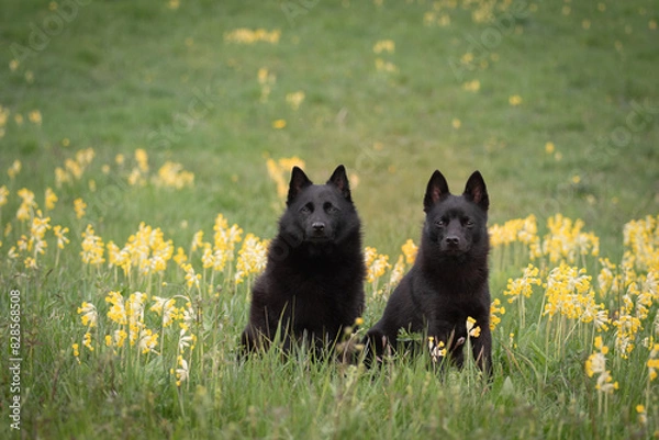 Obraz Two dogs among cowslips