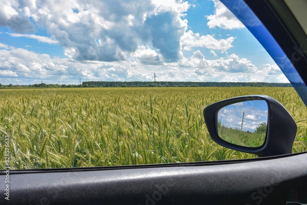 Fototapeta View from the car window on the field of wheat