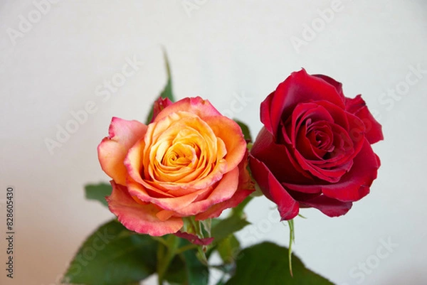 Fototapeta 2色のバラ