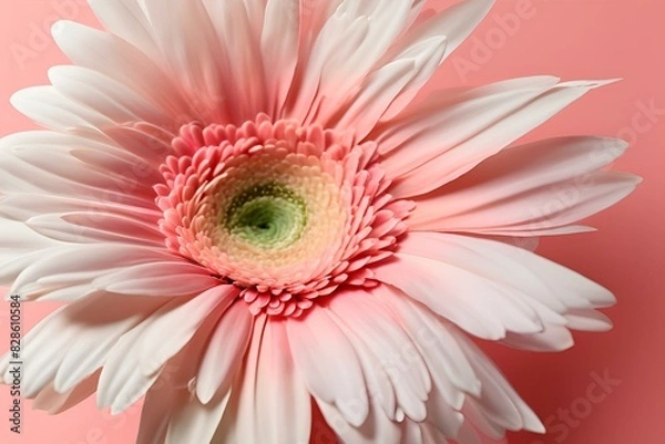 Fototapeta Macro Close-up of Pink Gerbera Flower Petals, Soft Gradient Colors, Detailed Texture, Botanical Photography, High Resolution, Nature Image, Floral Beauty