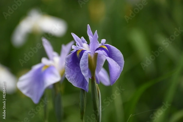 Obraz 公園の花菖蒲