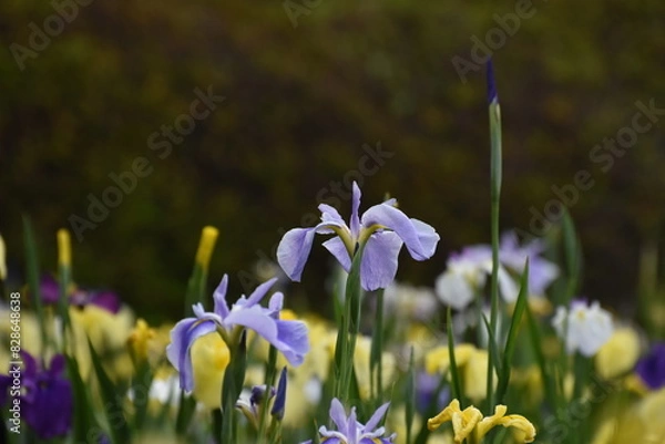 Obraz 公園の花菖蒲