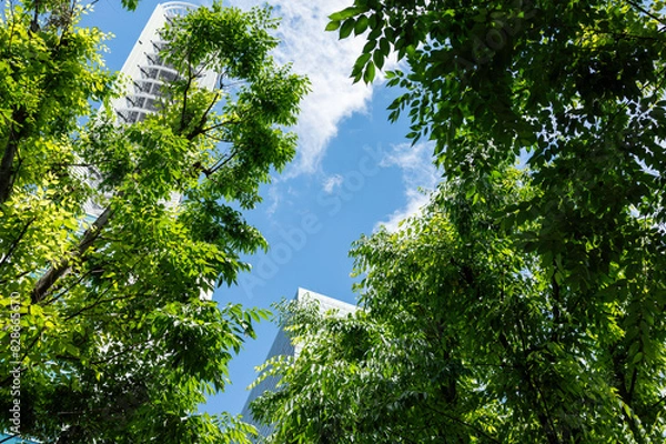 Fototapeta 埼玉県さいたま市中央区にあるけやきひろばの景色