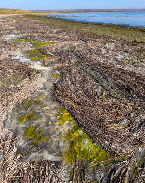 Fototapeta Drying shallow pond and green algae rotting on the shore, Tiligul estuary