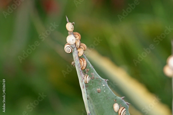 Obraz Chioccioline alla riscossa